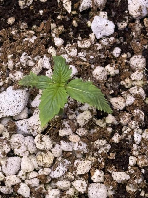 Gorilla Cookies Auto. Week 1 - Day 6