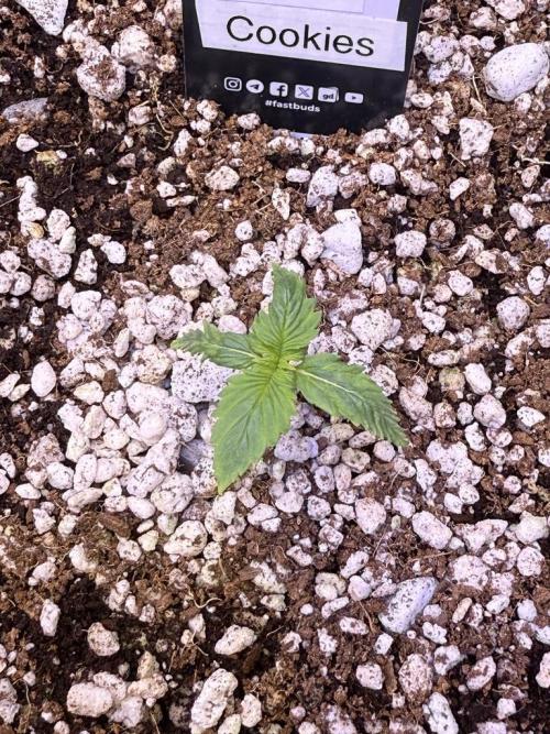 Gorilla Cookies Auto. Week 1 - Day 7
