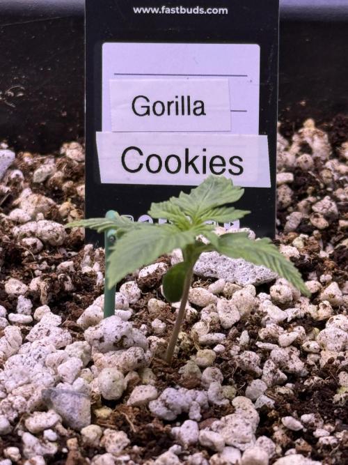 Gorilla Cookies Auto. Week 2 - Day 8