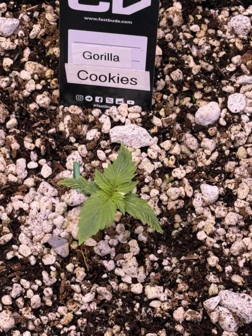 Gorilla Cookies Auto. Week 2 - Day 8