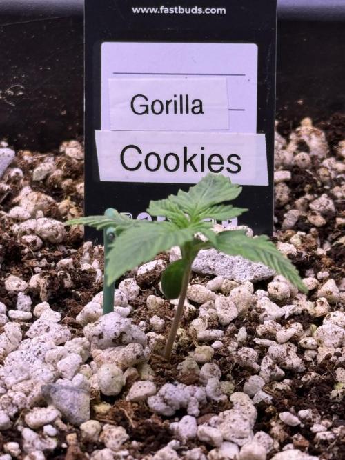 Gorilla Cookies Auto. Week 2 - Day 8
