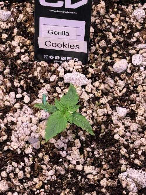 Gorilla Cookies Auto. Week 2 - Day 8
