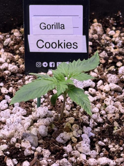 Gorilla Cookies Auto. Week 2 - Day 9
