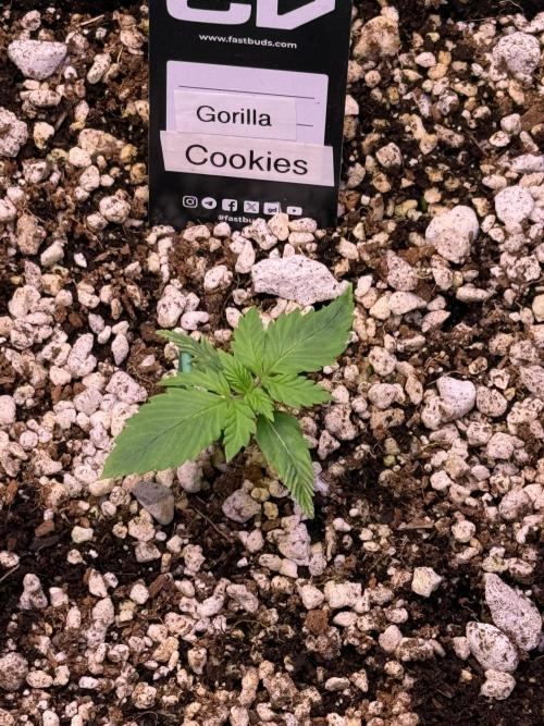 Gorilla Cookies Auto. Week 2 - Day 9