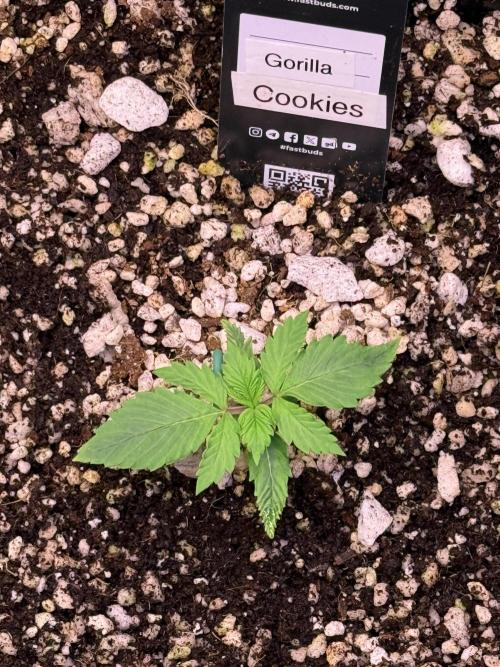 Gorilla Cookies Auto. Week 2 - Day 10