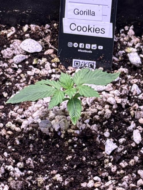 Gorilla Cookies Auto. Week 2 - Day 10
