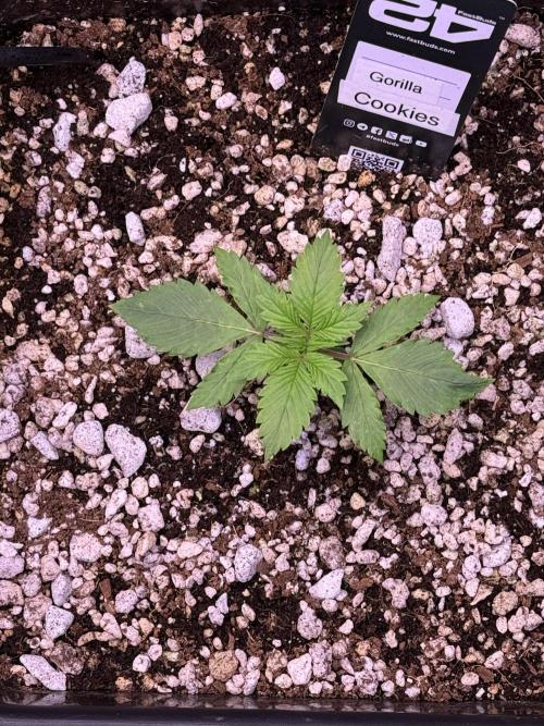 Gorilla Cookies Auto. Week 2 - Day 12