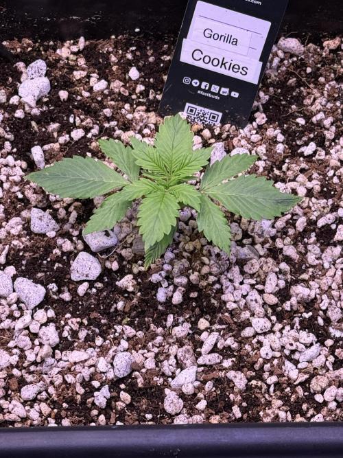 Gorilla Cookies Auto. Week 2 - Day 12