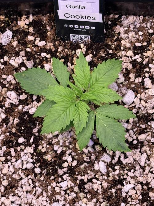 Gorilla Cookies Auto. Week 2