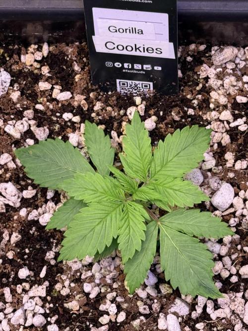 Gorilla Cookies Auto. Week 2 - Day 13