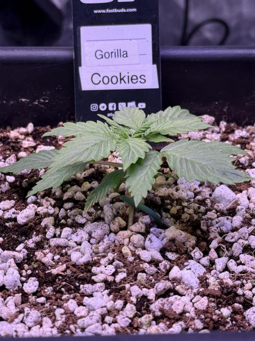 Gorilla Cookies Auto. Week 2 - Day 13