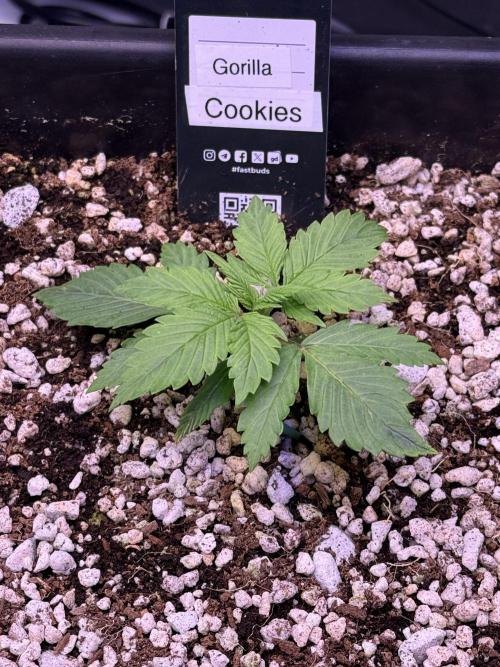 Gorilla Cookies Auto. Week 2 - Day 13