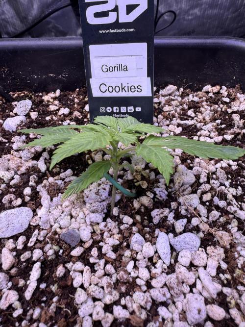 Gorilla Cookies Auto. Week 2 - Day 12- Early LST

