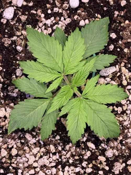 Gorilla Cookies Auto. Week 2 - Day 14