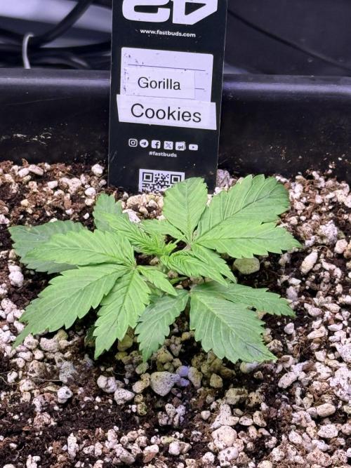 Gorilla Cookies Auto. Week 2 - Day 14