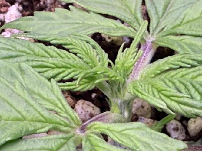 Gorilla Cookies Auto. Week 2 - Day 14-Before FIM