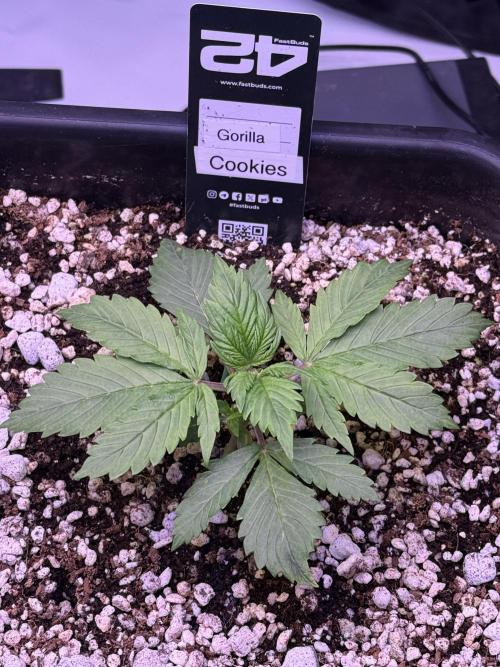 Gorilla Cookies Auto. Week 3 - Day 15