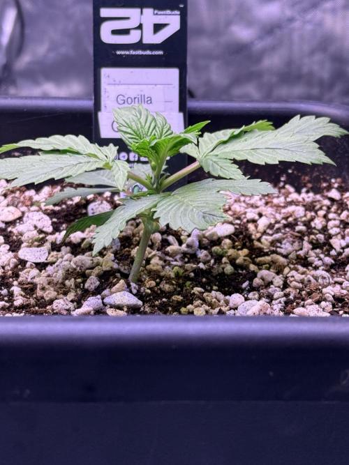 Gorilla Cookies Auto. Week 3 - Day 15