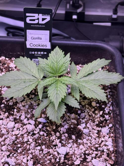 Gorilla Cookies Auto. Week 3 - Day 16