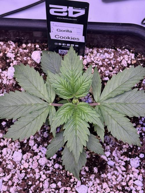 Gorilla Cookies Auto. Week 3 - Day 16