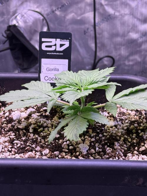 Gorilla Cookies Auto. Week 3 - Day 17