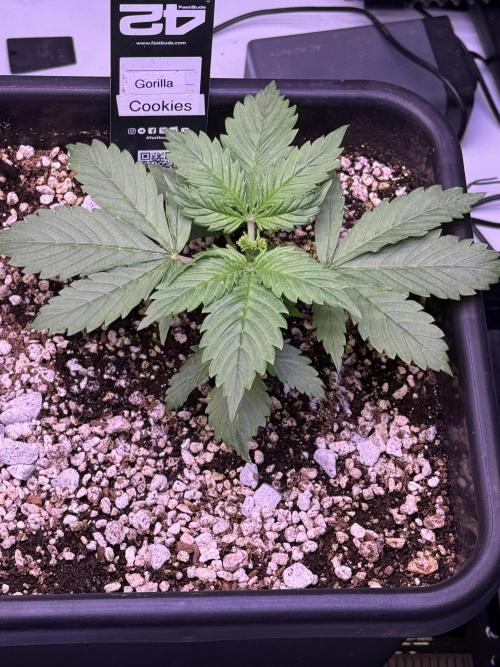 Gorilla Cookies Auto. Week 3 - Day 17