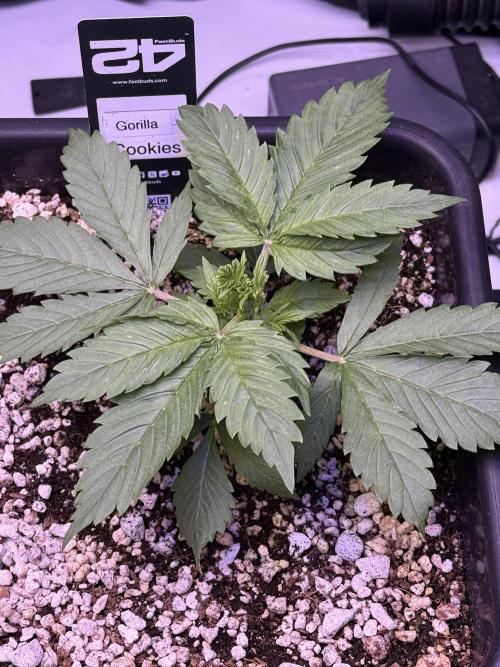 Gorilla Cookies Auto. Week 3 - Day 18