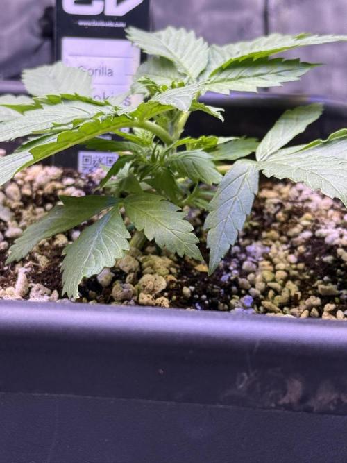 Gorilla Cookies Auto. Week 3 - Day 18