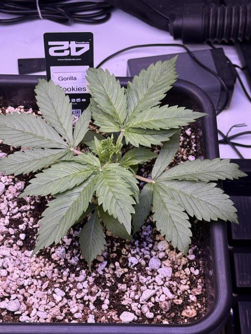 Gorilla Cookies Auto. Week 3 - Day 18