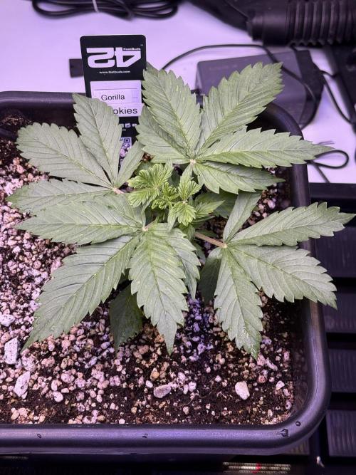 Gorilla Cookies Auto. Week 3 - Day 19