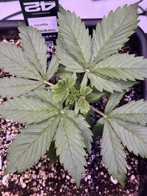 Gorilla Cookies Auto. Week 3 - Day 19