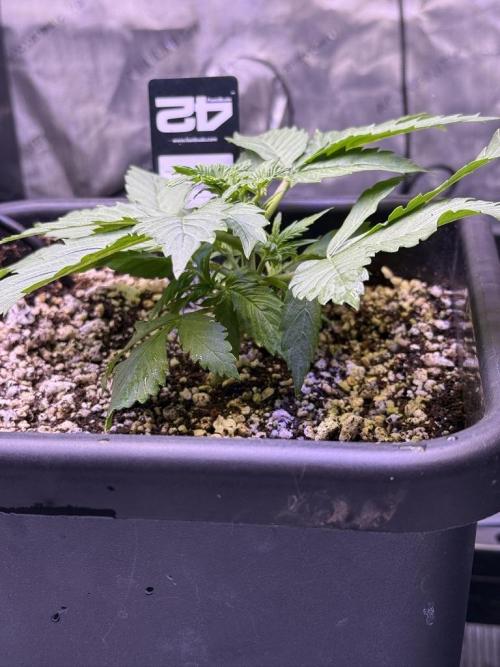 Gorilla Cookies Auto. Week 3 - Day 19