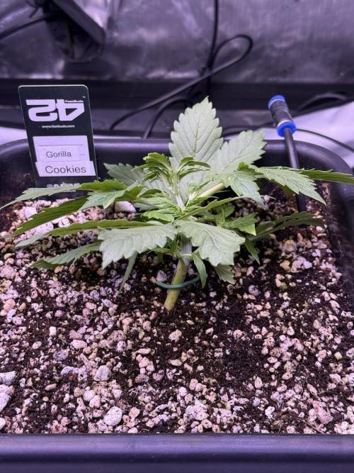 Gorilla Cookies Auto. Week 3 - Day 19-LST