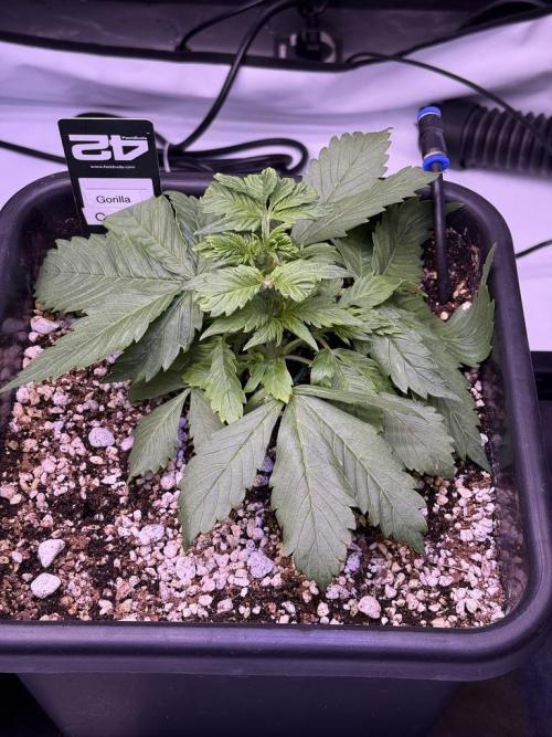Gorilla Cookies Auto. Week 3 - Day 20