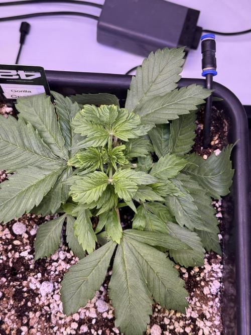 Gorilla Cookies Auto. Week 3 - Day 20