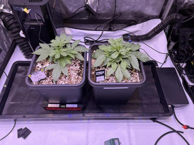 Gorilla Cookies Auto. Week 3 - Day 21-Mango Smile and GC side by side comparison
