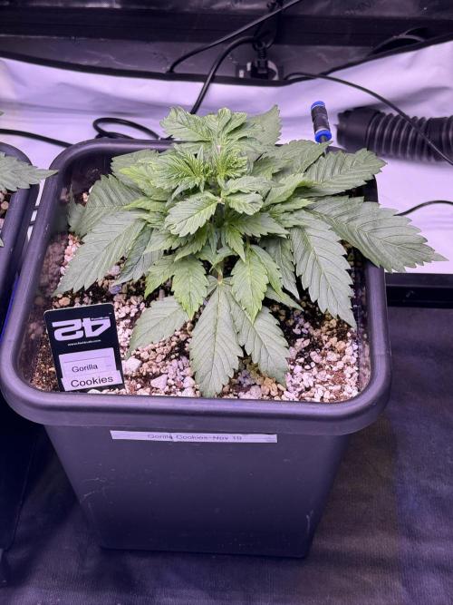 Gorilla Cookies Auto. Week 3 - Day 21