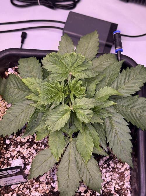 Gorilla Cookies Auto. Week 3 - Day 21