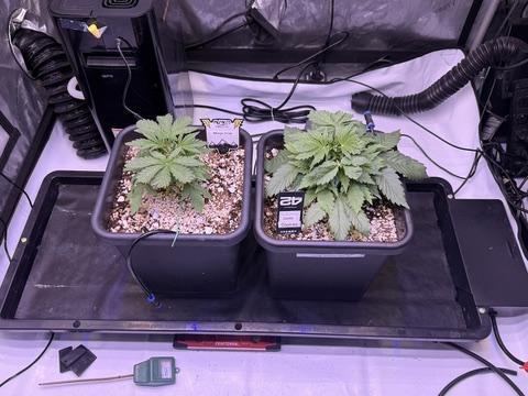 Gorilla Cookies Auto. Week 4