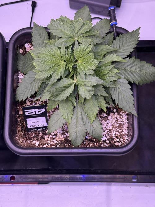 Gorilla Cookies Auto. Week 4 - Day 22