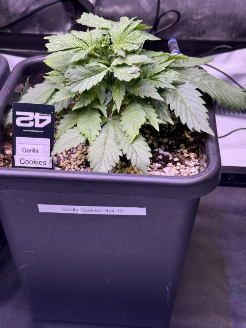 Gorilla Cookies Auto. Week 4 - Day 22