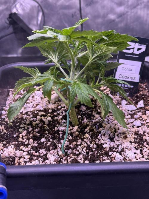 Gorilla Cookies Auto. Week 4 - Day 22-After Defoliation and LST