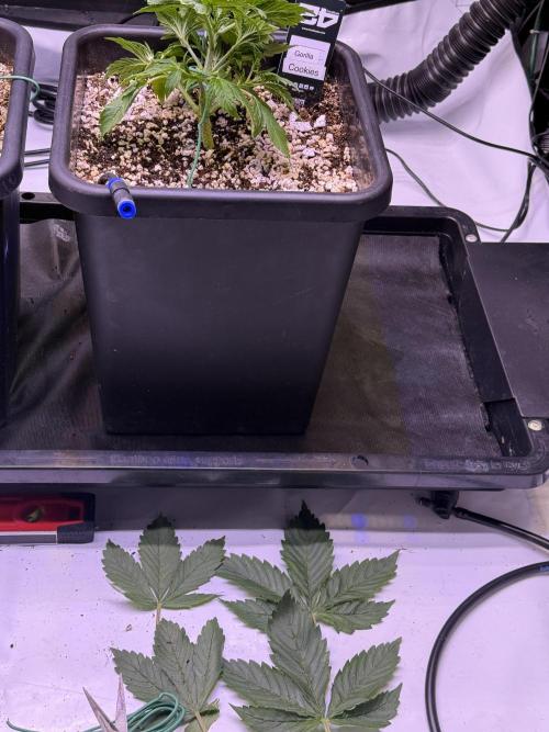 Gorilla Cookies Auto. Week 4 - Day 22-Trim fan leaves