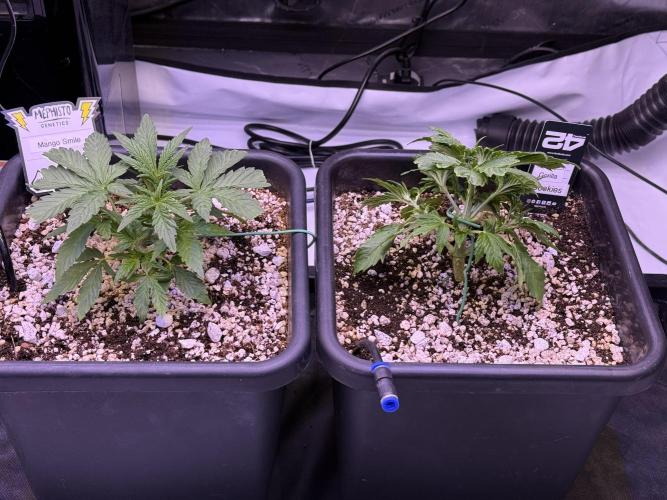 Gorilla Cookies Auto. Week 4