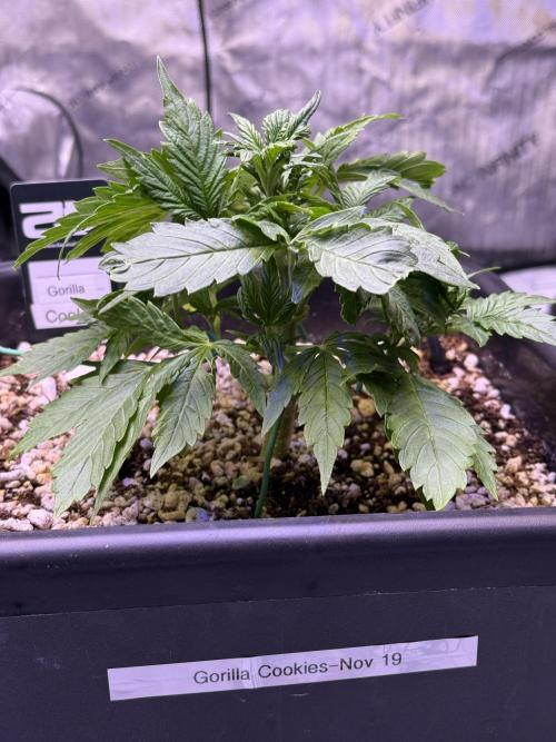 Gorilla Cookies Auto. Week 4 - Day 23