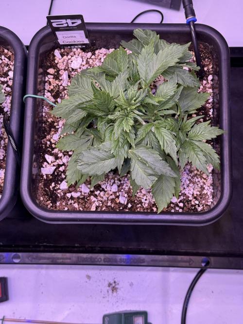 Gorilla Cookies Auto. Week 4 - Day 23