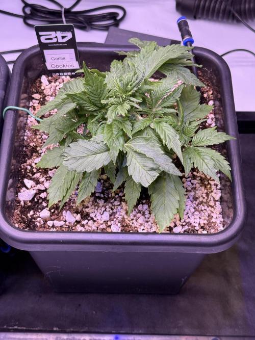 Gorilla Cookies Auto. Week 4 - Day 23