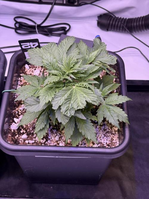Gorilla Cookies Auto. Week 4 - Day 24