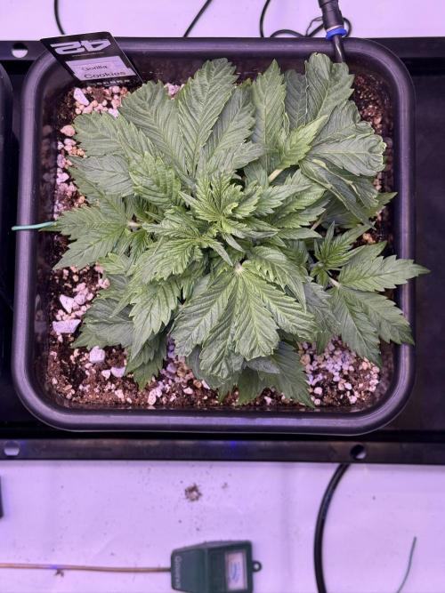 Gorilla Cookies Auto. Week 4 - Day 24