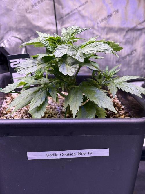 Gorilla Cookies Auto. Week 4 - Day 24